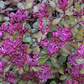 Dragon's Blood Sedum